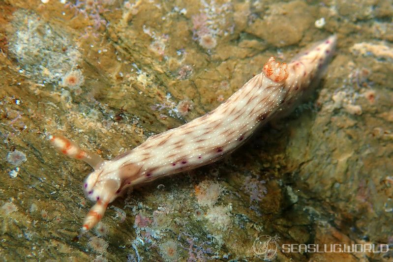 コナユキイロウミウシ Hypselodoris skyleri