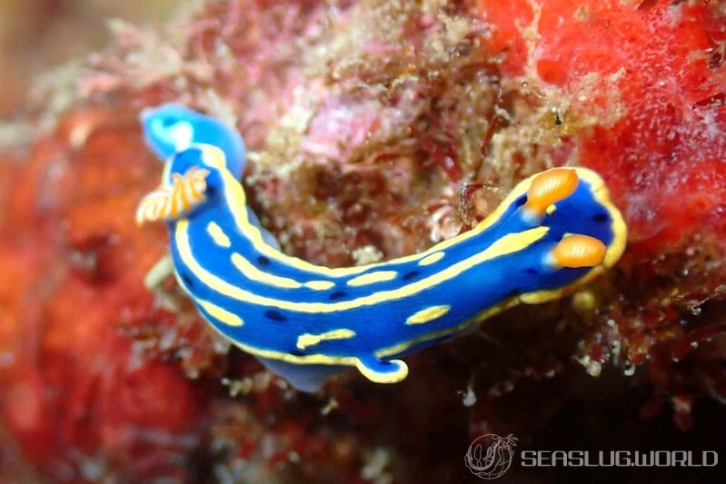 アオウミウシ Hypselodoris festiva