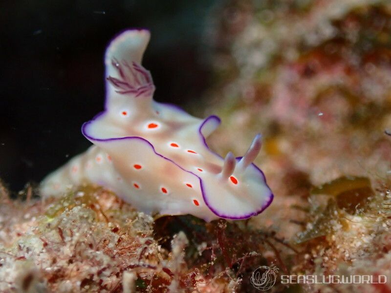 ニシキウミウシ Ceratosoma trilobatum