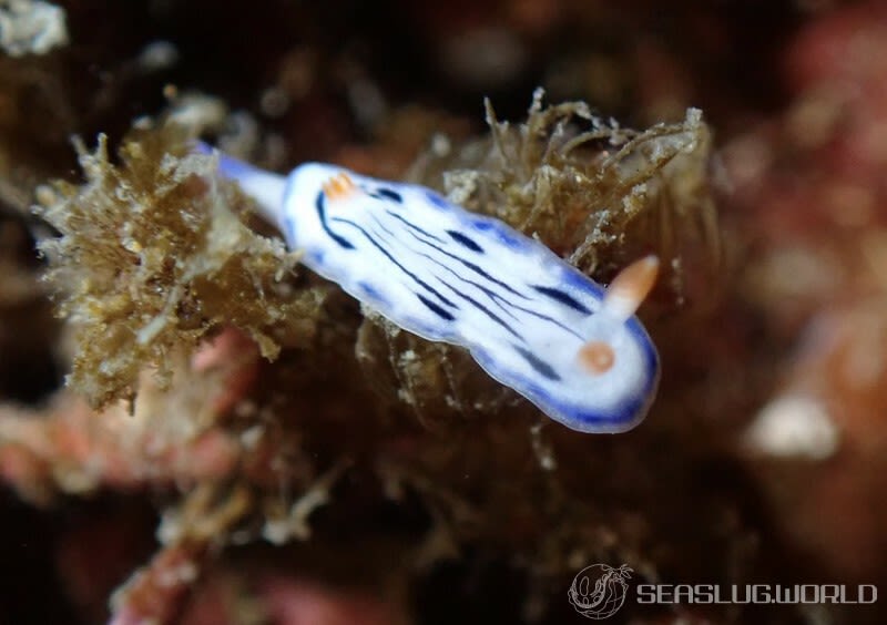 サガミイロウミウシ Hypselodoris sagamiensis