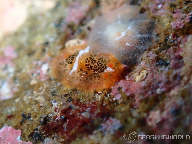 カッパウミウシ Dendrodoris coronata