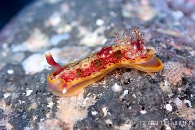 ミヤコウミウシ Dendrodoris krusensternii