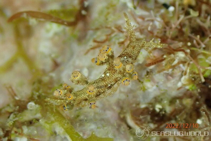 ツノトゲホリミノウミウシ Eubranchus rubropunctatus