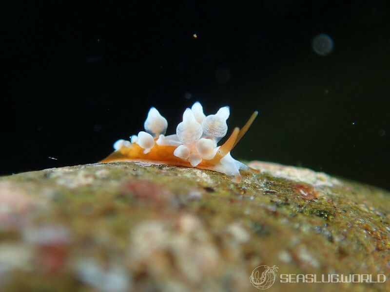 イナバミノウミウシ Eubranchus inabai