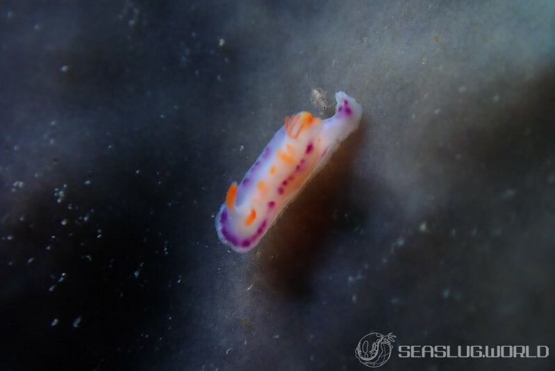 テヌウニシキウミウシ Ceratosoma tenue