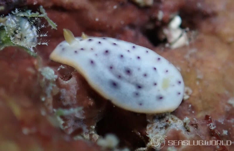 モンコウミウシ Chromodoris aspersa