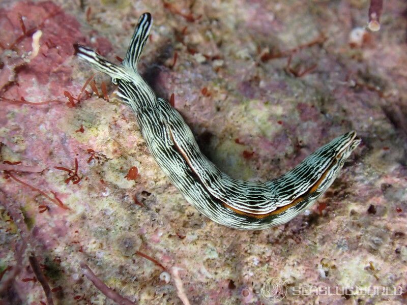 タスジミドリガイ Thuridilla gracilis