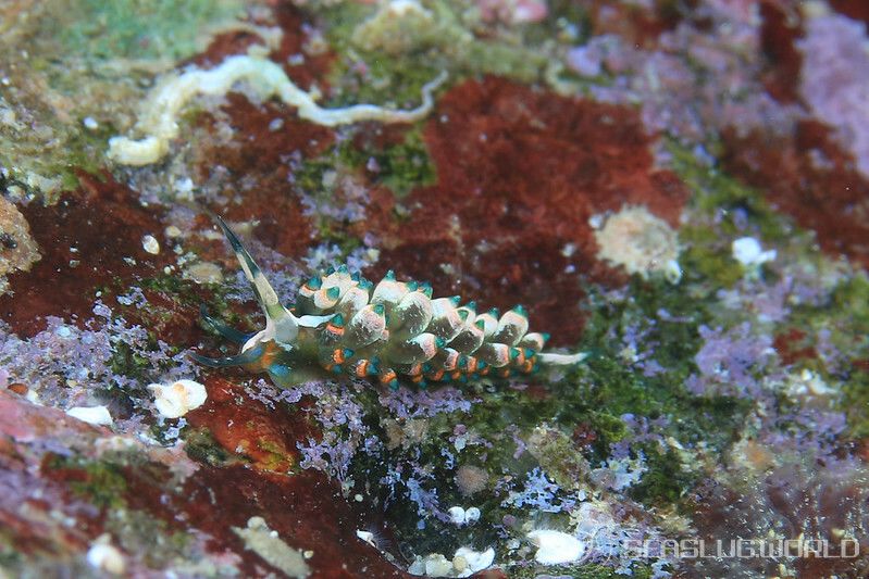 ターコイズミノウミウシ Eubranchus sp.11