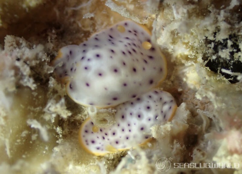 モンコウミウシ Chromodoris aspersa