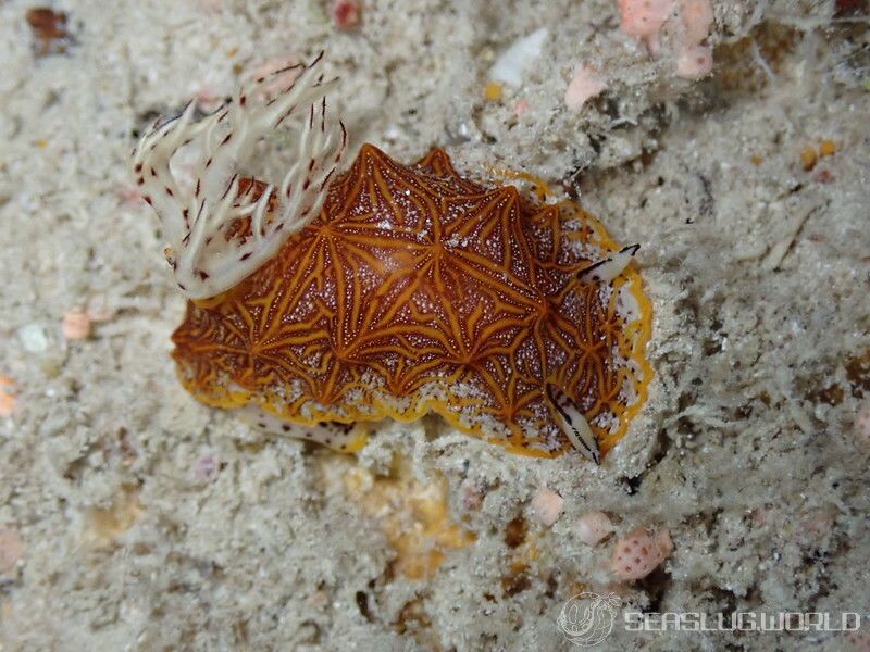 モザイクウミウシ Halgerda tessellata