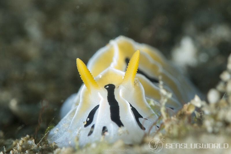 ユキヤマウミウシ Reticulidia fungia