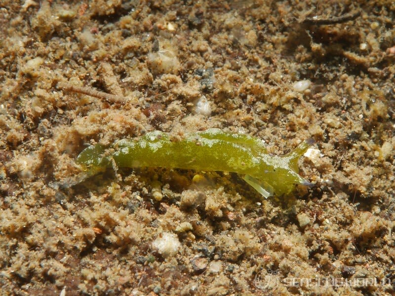 クロミドリガイ Elysia atroviridis