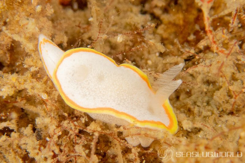 ミツイラメリウミウシ Diaphorodoris mitsuii