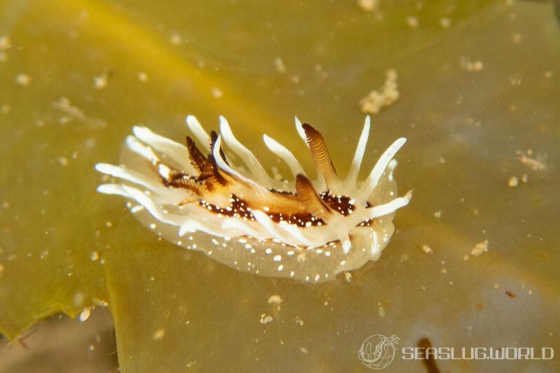 イバラウミウシ Ceratodoris barnardi