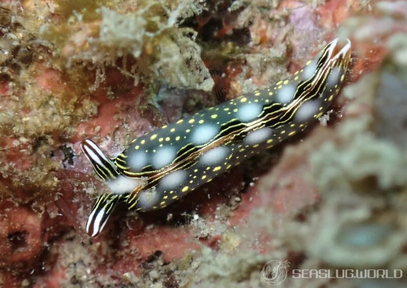 ハナミドリガイ Thuridilla splendens