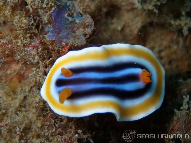 クロシオイロウミウシ Chromodoris sp. 3