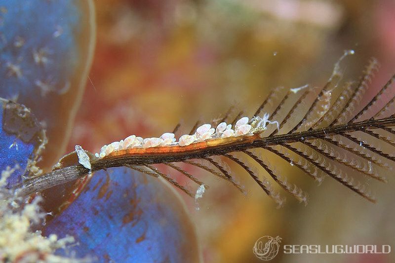 ホリミノウミウシ属の一種 3 Eubranchus sp. 3