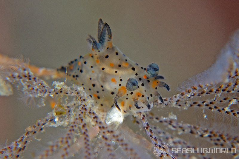 コソデウミウシ Polycera abei