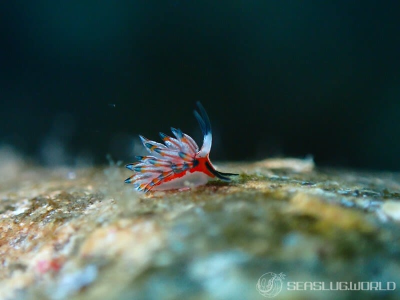 ツマグロミノウミウシ Eubranchus mimeticus