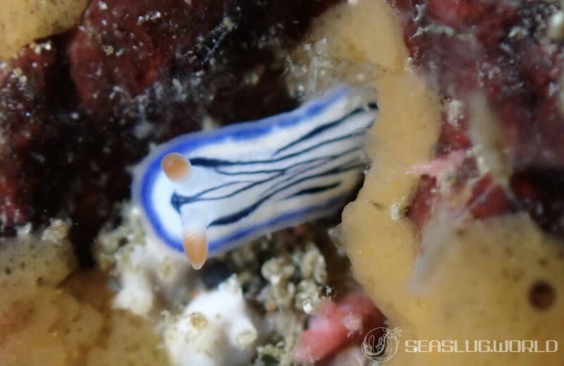 リュウモンイロウミウシ Hypselodoris maritima