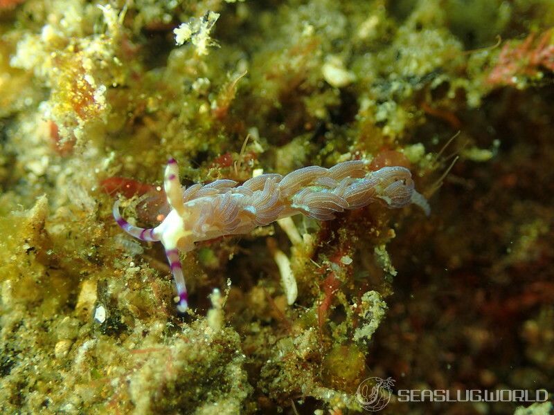 ムカデミノウミウシ Pteraeolidia semperi