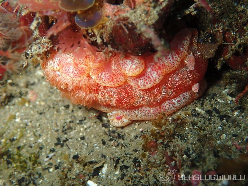 ミカドウミウシ Hexabranchus lacer