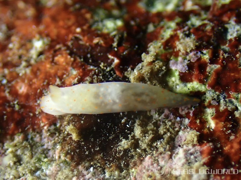 アカボシウミウシ Gymnodoris alba