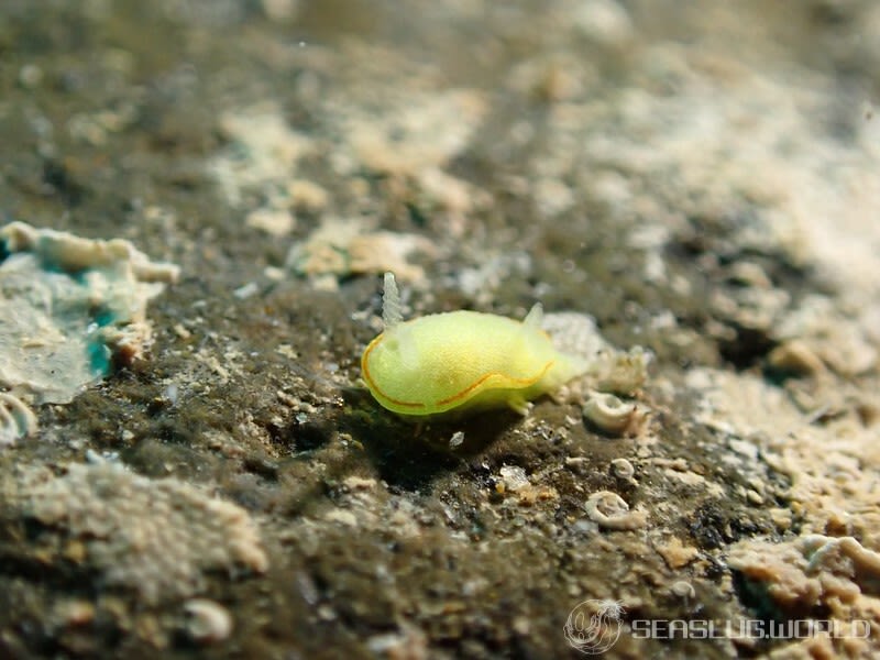 ミツイラメリウミウシ Diaphorodoris mitsuii