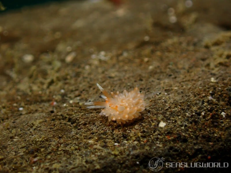 ミノウミウシ Anteaeolidiella takanosimensis