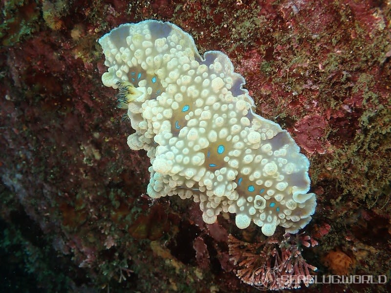 ミヤコウミウシ Dendrodoris krusensternii