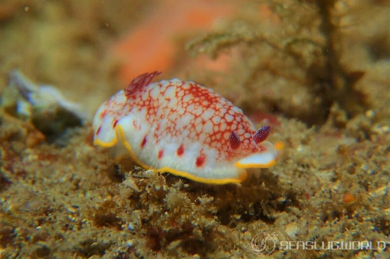 サラサウミウシ Goniobranchus sp.16