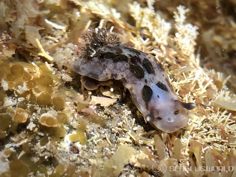 ミヤコウミウシ Dendrodoris krusensternii