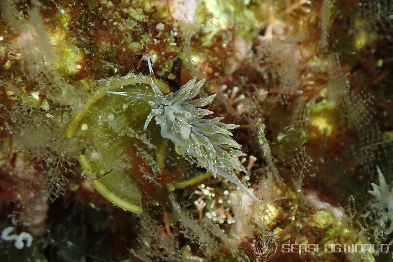 ホリミノウミウシ Eubranchus horii