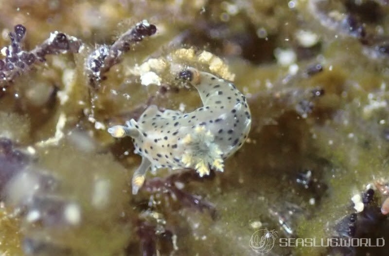 フジタウミウシ Polycera fujitai