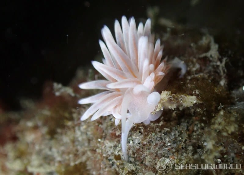 サクラミノウミウシ Sakuraeolis sakuracea