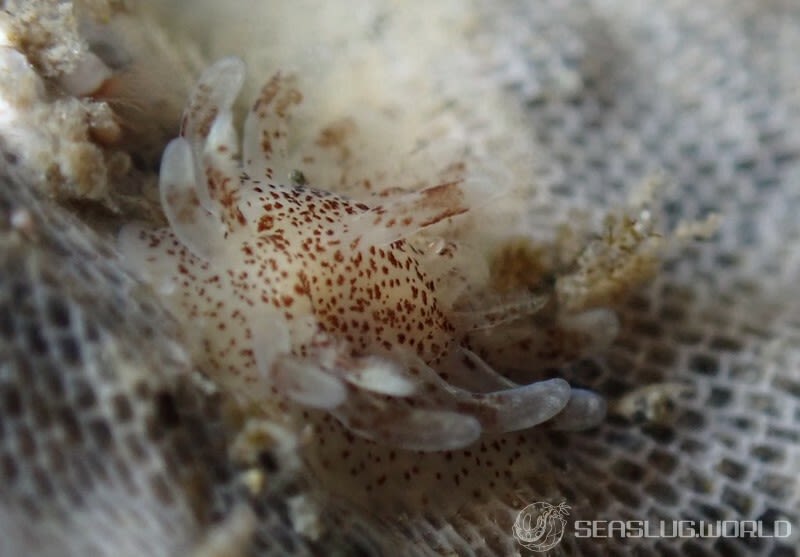 ヒメイバラウミウシ Ceratodoris plana