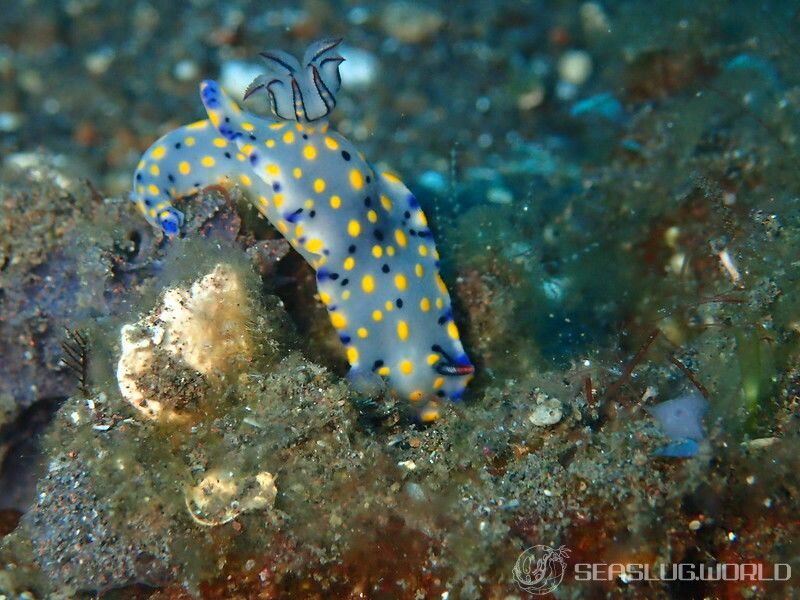 ヒュプセロドーリス・コンフェッティ Hypselodoris confetti