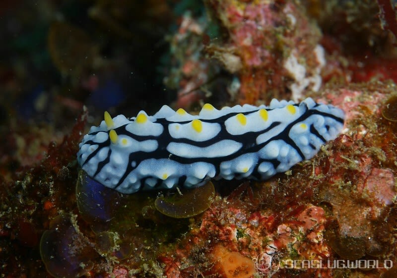 タテヒダイボウミウシ Phyllidia varicosa