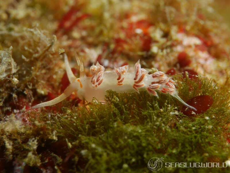 ニセハクセンミノウミウシ Cratena sp. 2