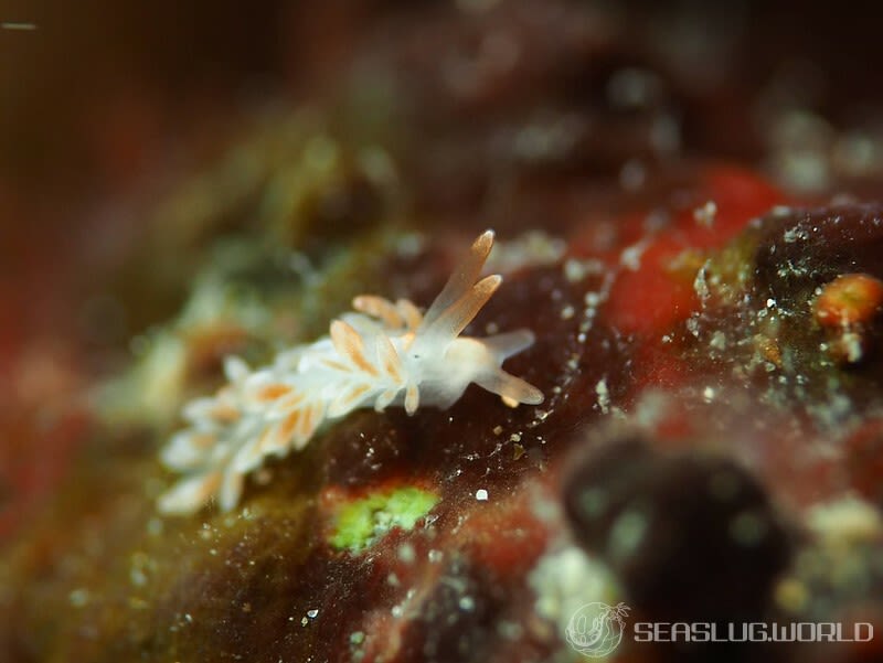 ミノウミウシ Anteaeolidiella takanosimensis