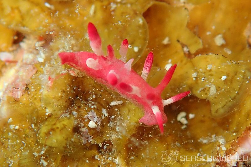 アカイバラウミウシ Ceratodoris kondoi