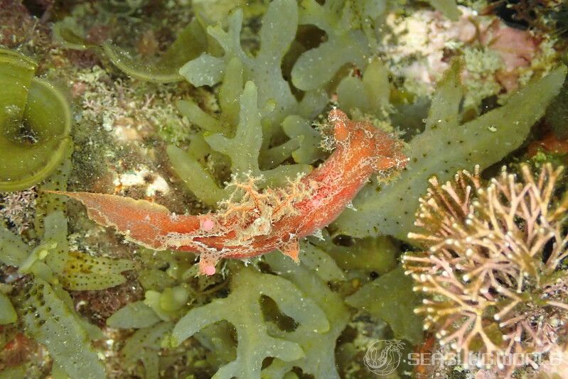 ベッコウヒカリウミウシ Plocamopherus imperialis