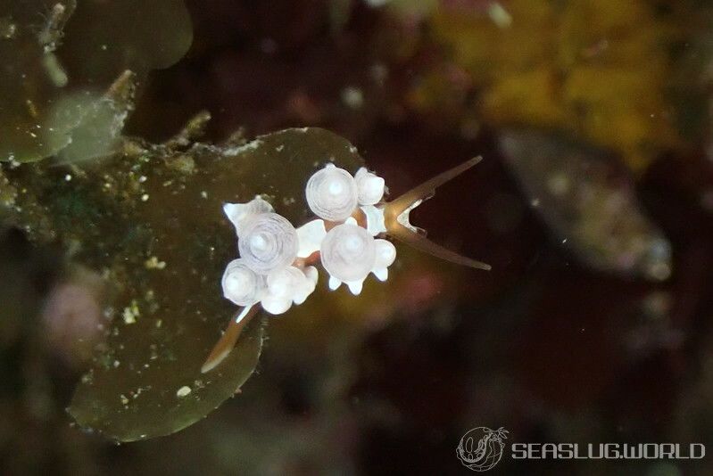 イナバミノウミウシ Eubranchus inabai