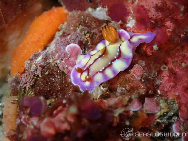 セリスイロウミウシ Hypselodoris cerisae