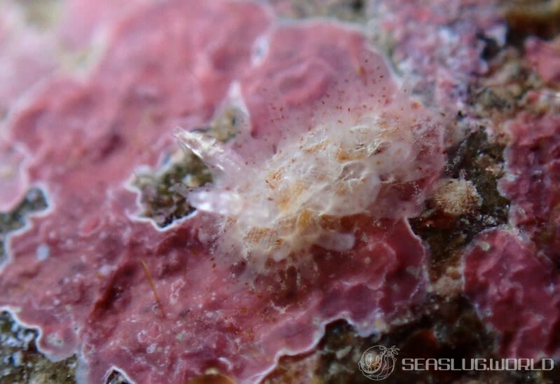 ナガヒゲイバラウミウシ Ceratodoris pilosa