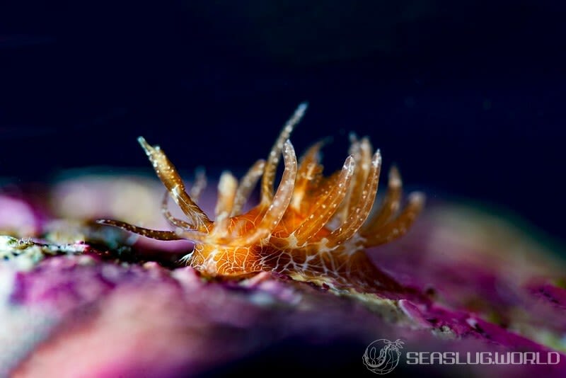 アミメイバラウミウシ Ceratodoris nakanoae