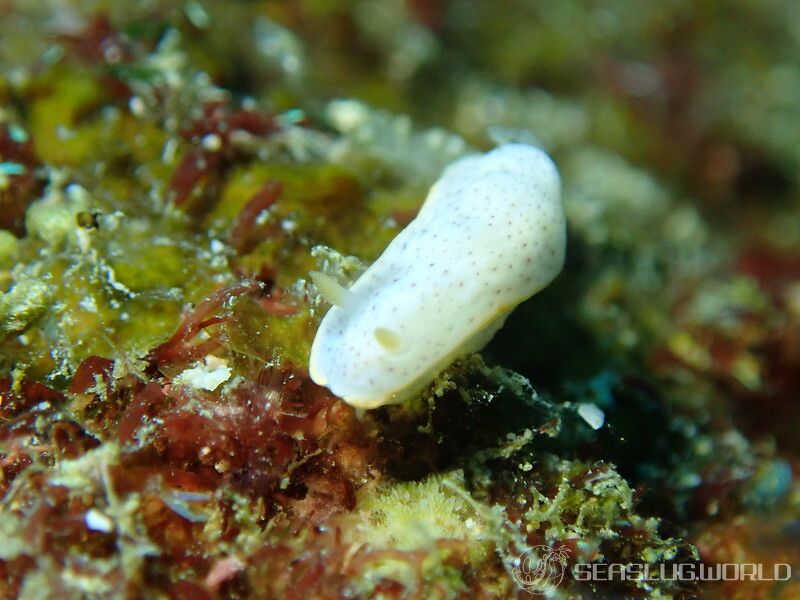 モンコウミウシ Chromodoris aspersa