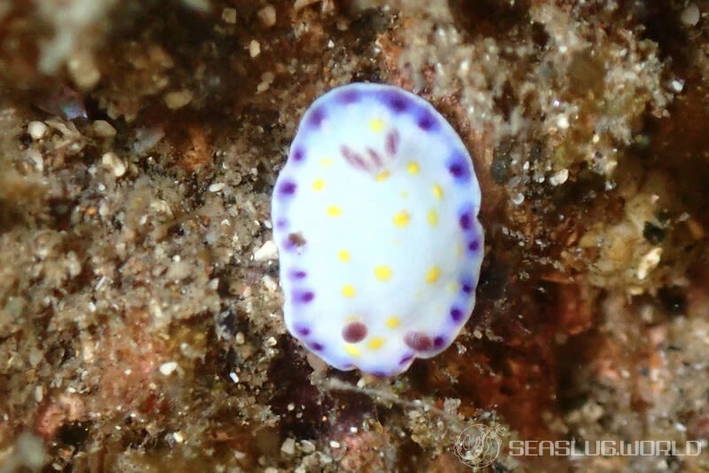 コモンウミウシ Goniobranchus aureopurpureus