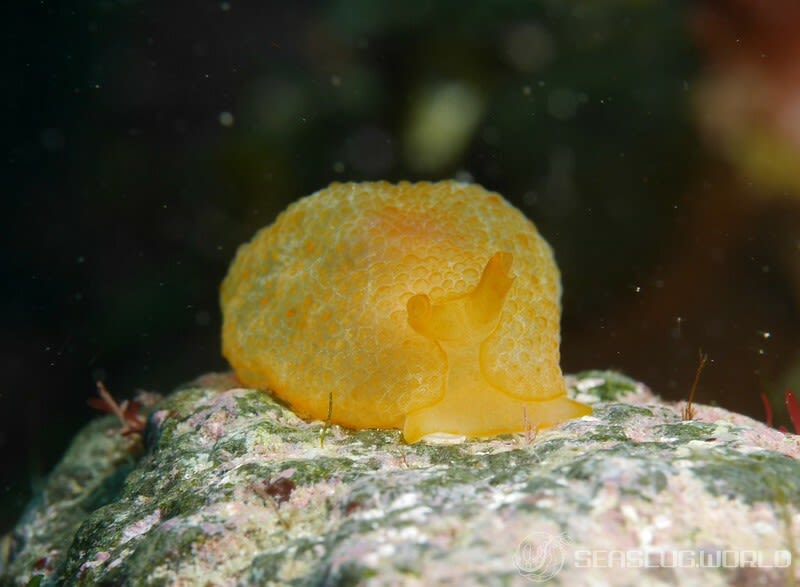 カメノコフシエラガイ Pleurobranchus peronii