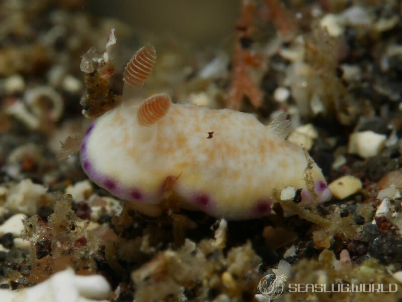 ヒメコモンウミウシ Goniobranchus rufomaculatus